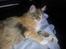 Maine Coon Fnuggi Tidl. kat