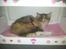 Maine Coon Fnuggi Tidl. kat