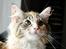 Maine Coon Fnuggi Tidl. kat