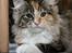 Maine Coon Fnuggi Tidl. kat