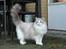 Ragdoll Patriarca Poupitoo