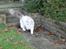 Ragdoll Patriarca Poupitoo