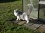 Ragdoll Patriarca Poupitoo