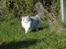 Ragdoll Patriarca Poupitoo