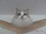 Ragdoll Patriarca Poupitoo