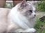 Ragdoll Patriarca Poupitoo