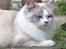 Ragdoll Patriarca Poupitoo