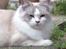 Ragdoll Patriarca Poupitoo