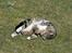 Huskat Milo *R.I.P.*