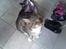 Huskat Milo *R.I.P.*
