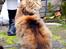 Blanding af racer Tiger (Bamse)