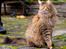 Blanding af racer Tiger (Bamse)