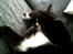 Huskat BlackJack