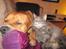 Maine Coon Bobby (hvil i fred <3) - Bobby og Cash (: