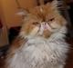 Perser DK La Boolé's Gizmo <3