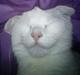 Huskat Missen