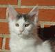 Maine Coon Catoma's Opus One