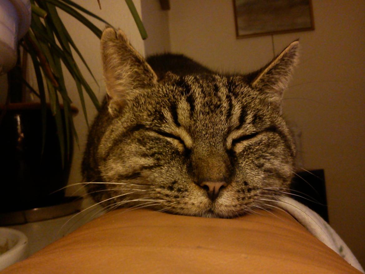 Huskat Mizz-alien (Himmelkat) billede 16