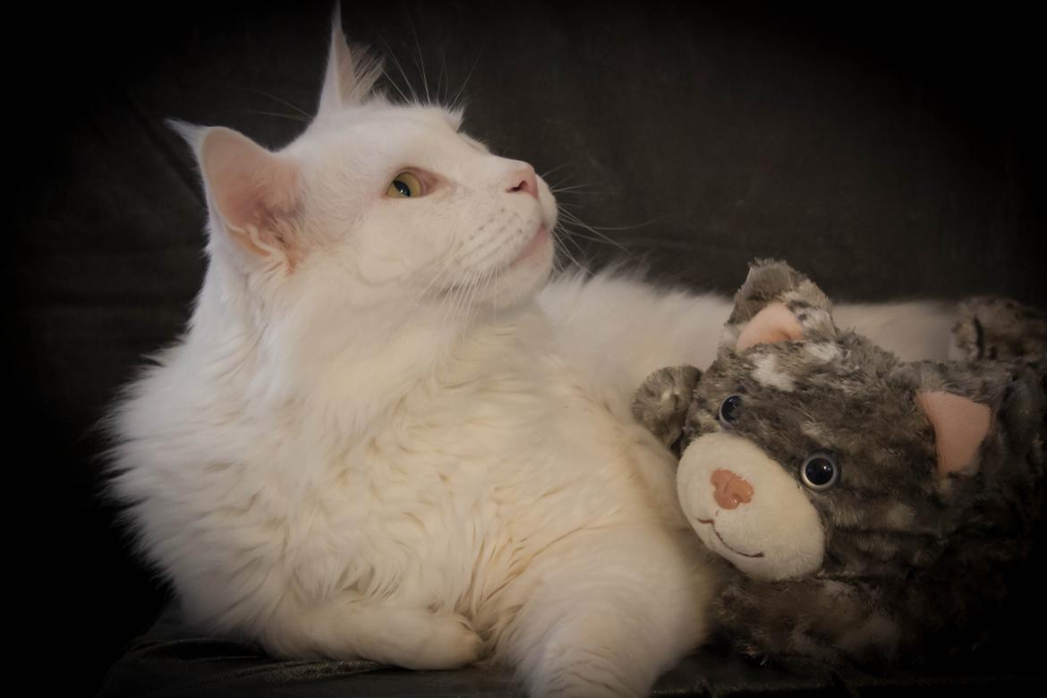 Maine Coon Pumba - Pumba ligger model. oktober 2012 billede 18