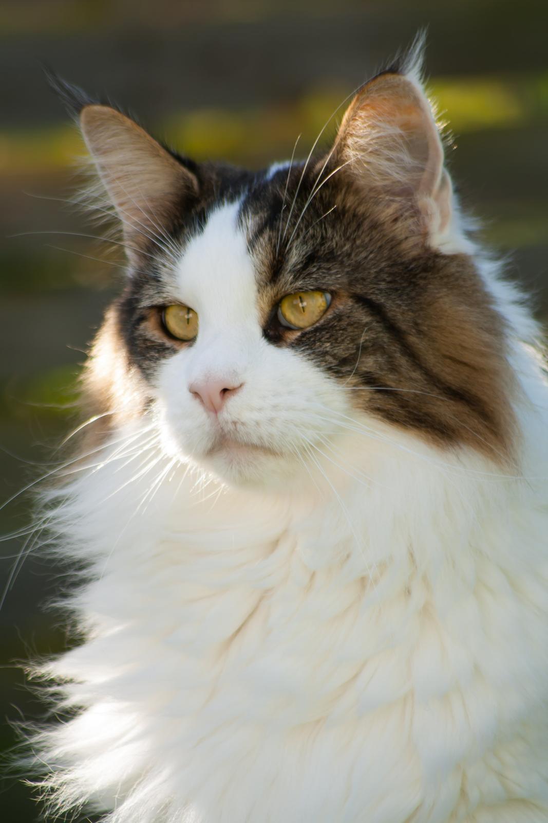 Maine Coon Timon - Timon i haven oktober 2012 billede 18