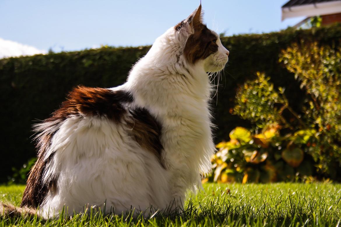 Maine Coon Timon - Endnu et billede af timon i haven 2012 billede 19