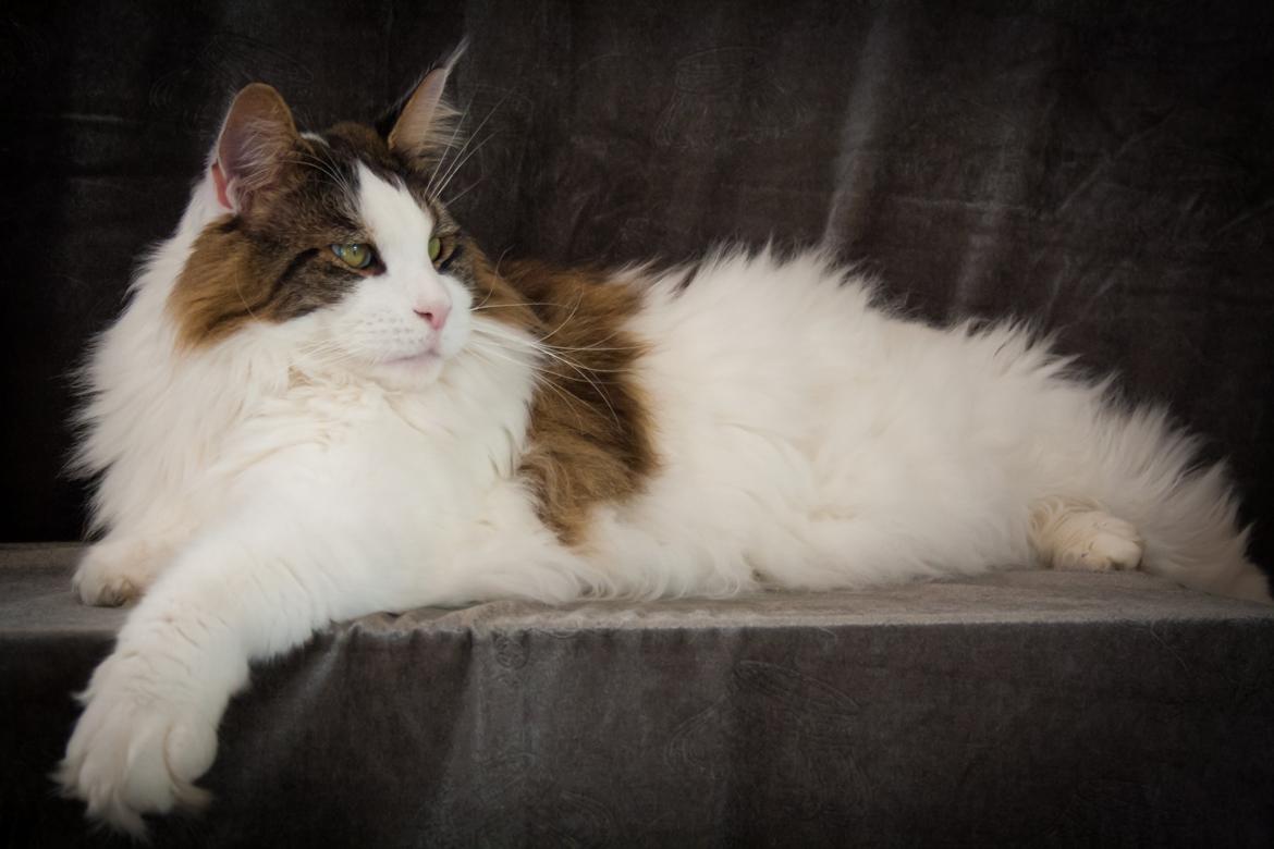 Maine Coon Timon - flot fyr leger model. Og jeg leger portræt fotograf :oP billede 20