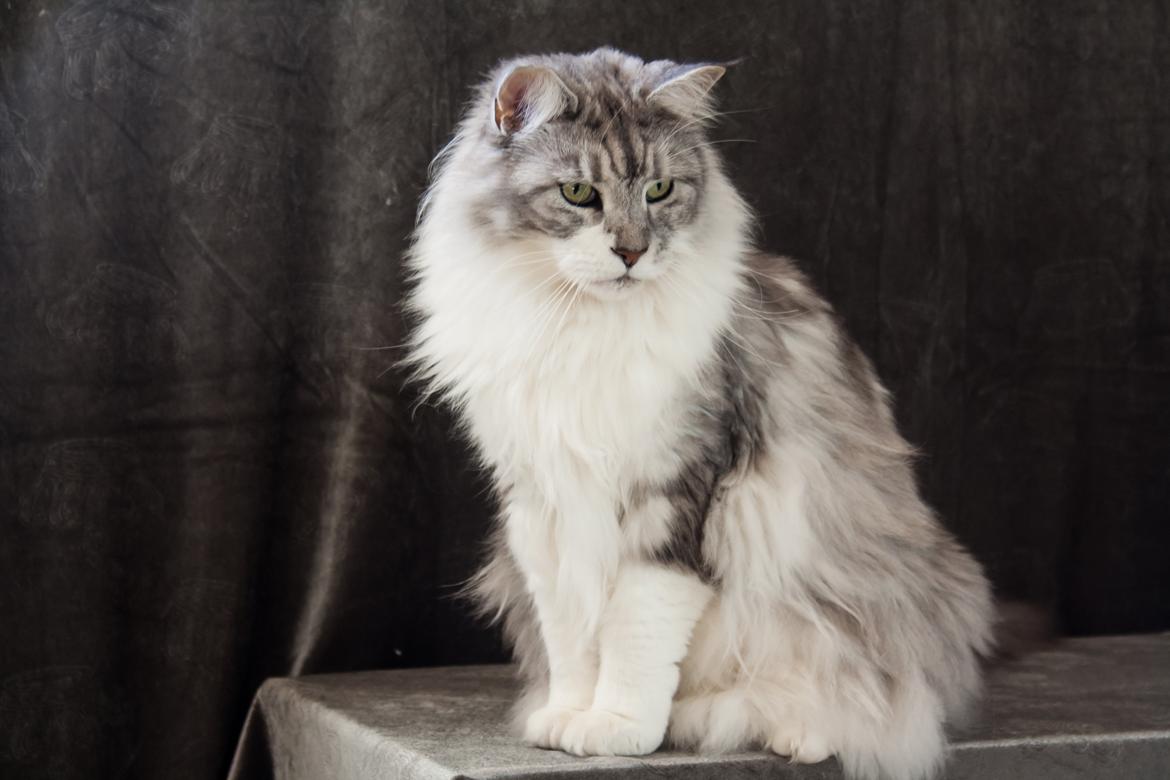 Maine Coon Nala - Min lille Prinsesse er dygtig til at stå model. oktober 2012 billede 16