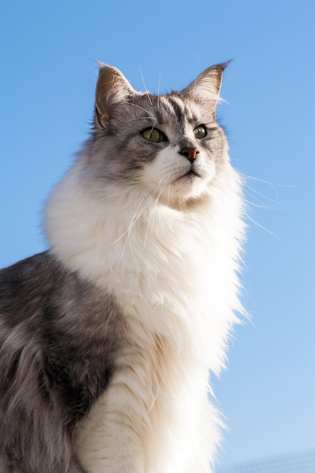 Maine Coon Nala - Nala i haven oktober 2012 billede 17