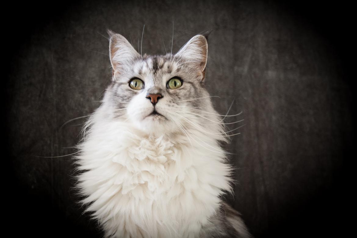 Maine Coon Nala - oktober 2012 billede 18