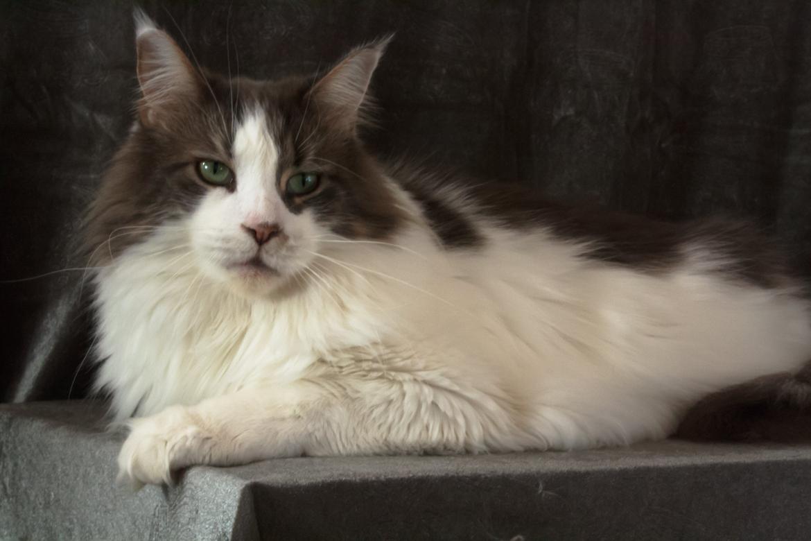 Maine Coon Bianca - Dronningen i huset ligger model :o) okt 2012 billede 18