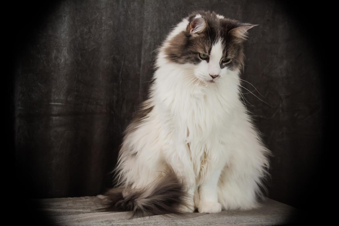 Maine Coon Bianca - Skønne pige. okt 2012 billede 19