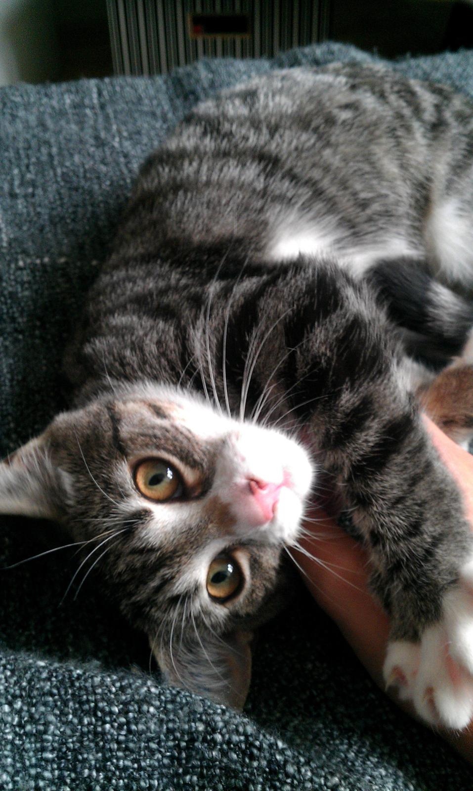 Huskat Frida billede 2