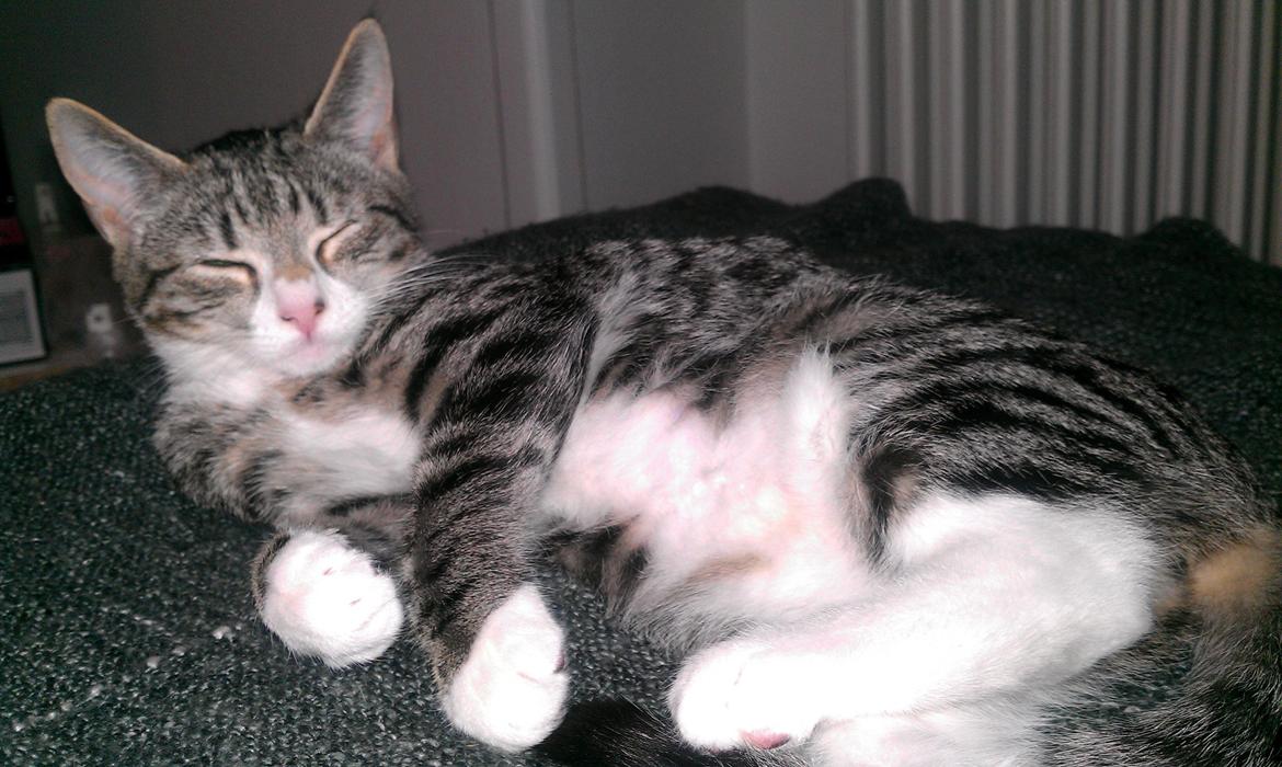 Huskat Frida billede 8