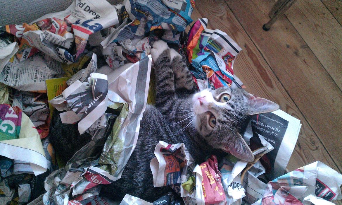 Huskat Frida - Findes der noget bedre end en papkasse med sammenkrøllet papir? NEJ! billede 10