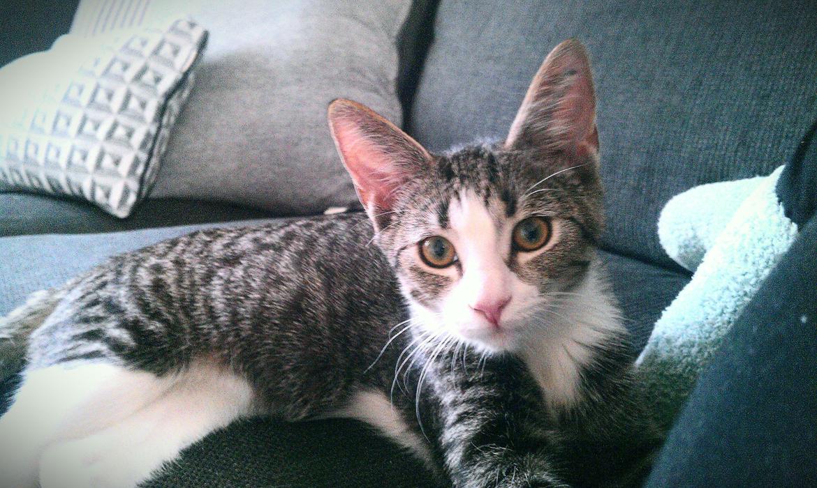 Huskat Freja billede 5