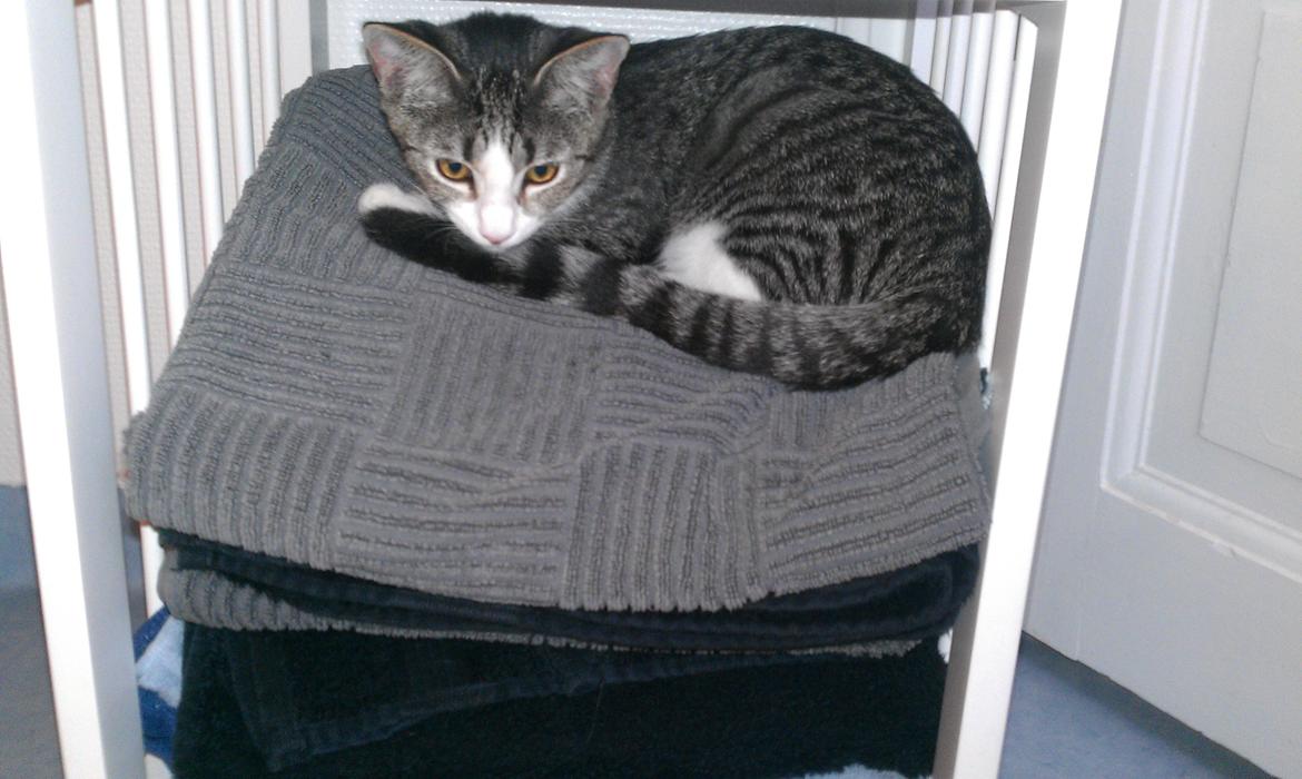 Huskat Freja billede 9
