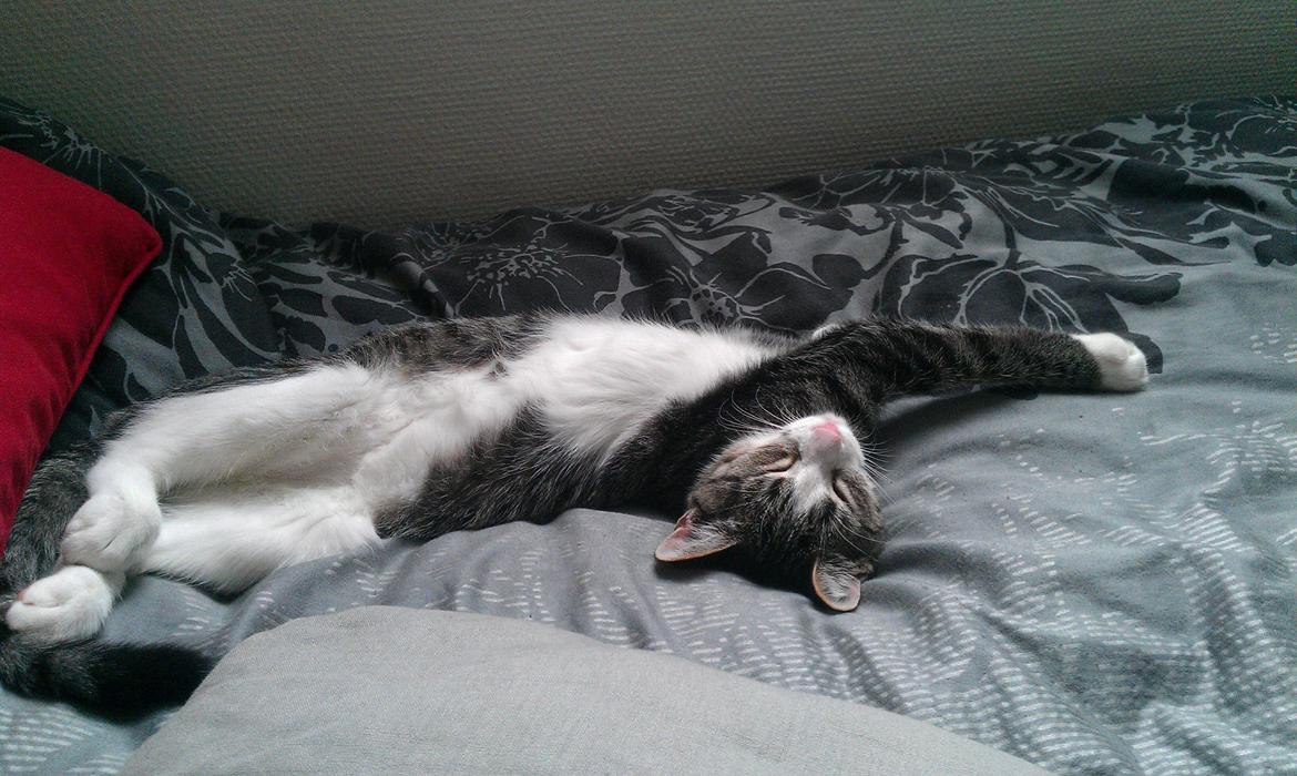 Huskat Freja billede 11