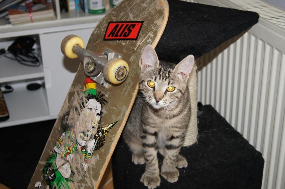 Huskat Felix Rex (himmelkat) - 18 uger. billede 3