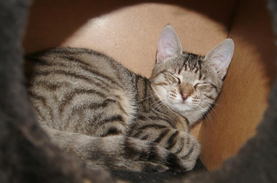 Huskat Felix Rex (himmelkat) - 21 uger. billede 4