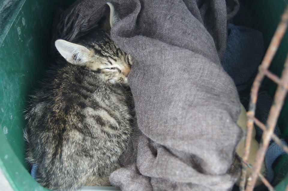 Huskat Felix Rex (himmelkat) - 4 uger. på vej hjem billede 5