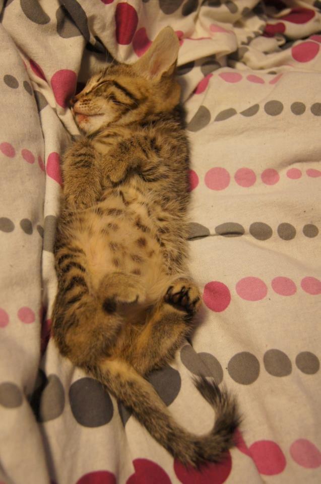 Huskat Felix Rex (himmelkat) - 5 uger. billede 6