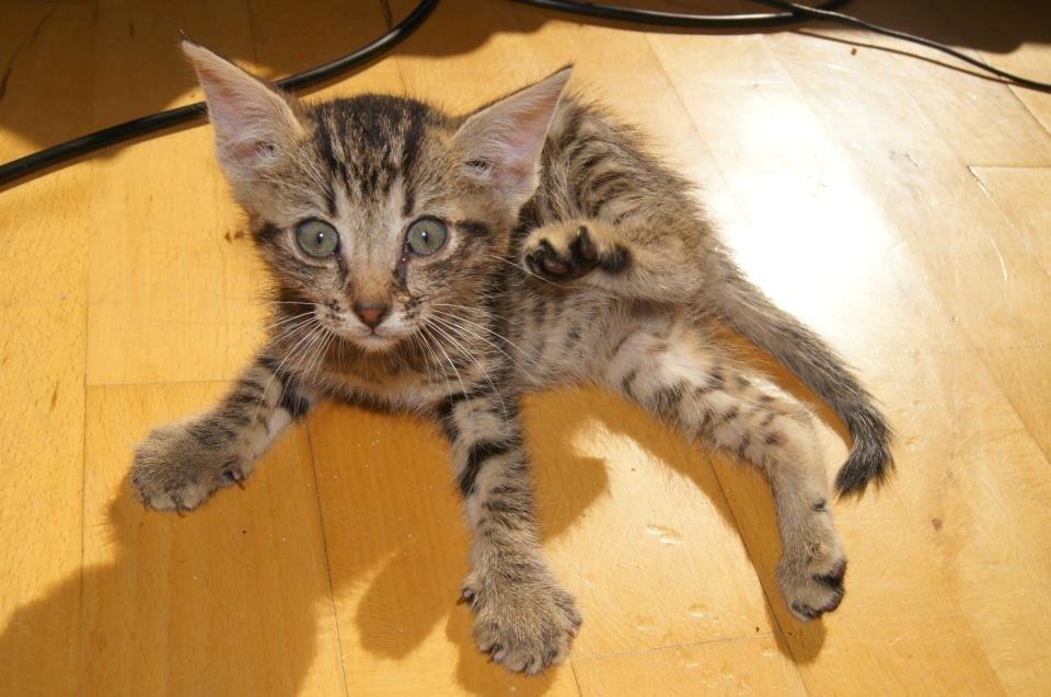 Huskat Felix Rex (himmelkat) - 4 uger. billede 7