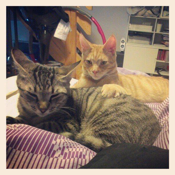 Huskat Felix Rex (himmelkat) - 21 uger. 
Sammen med Mads billede 8