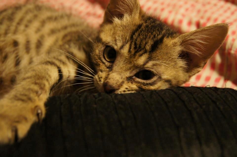 Huskat Felix Rex (himmelkat) - 6 uger. billede 10