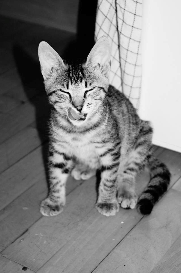 Huskat Felix Rex (himmelkat) - 19 uger. billede 1