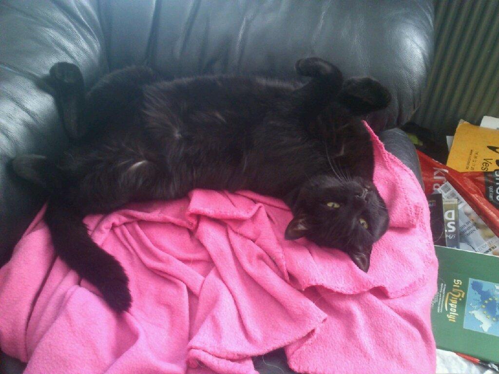 Huskat Siri - Hyggefisen <3 billede 4