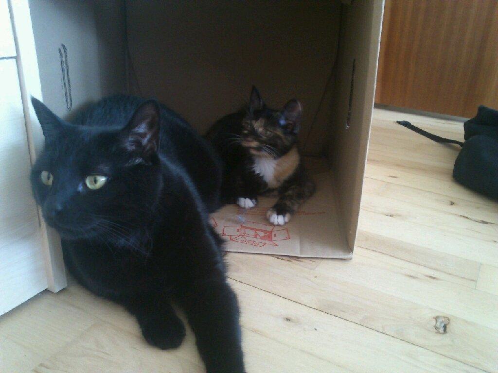 Huskat Siri - Siri og Sia  billede 6