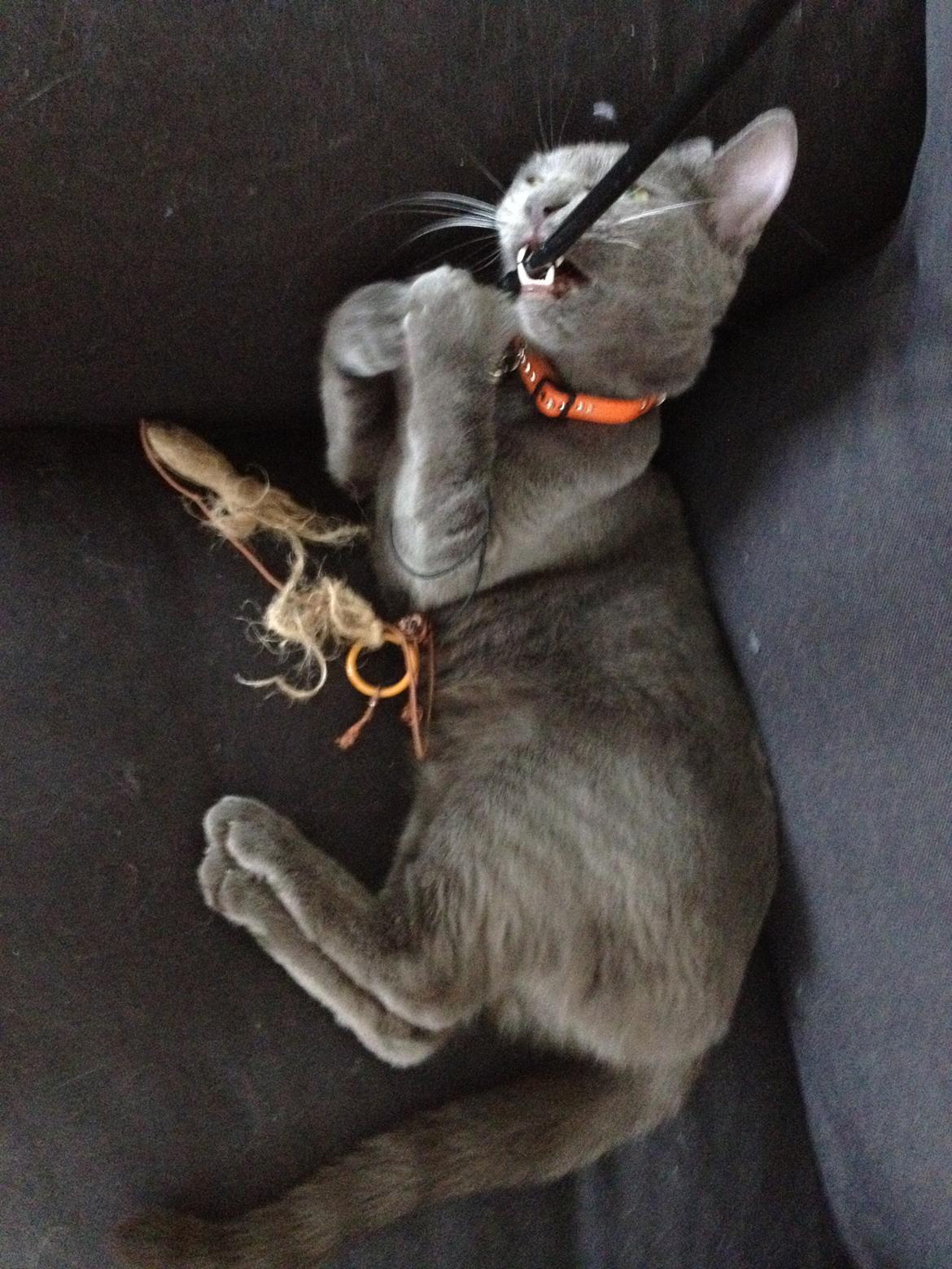 Blanding af racer Mew billede 16