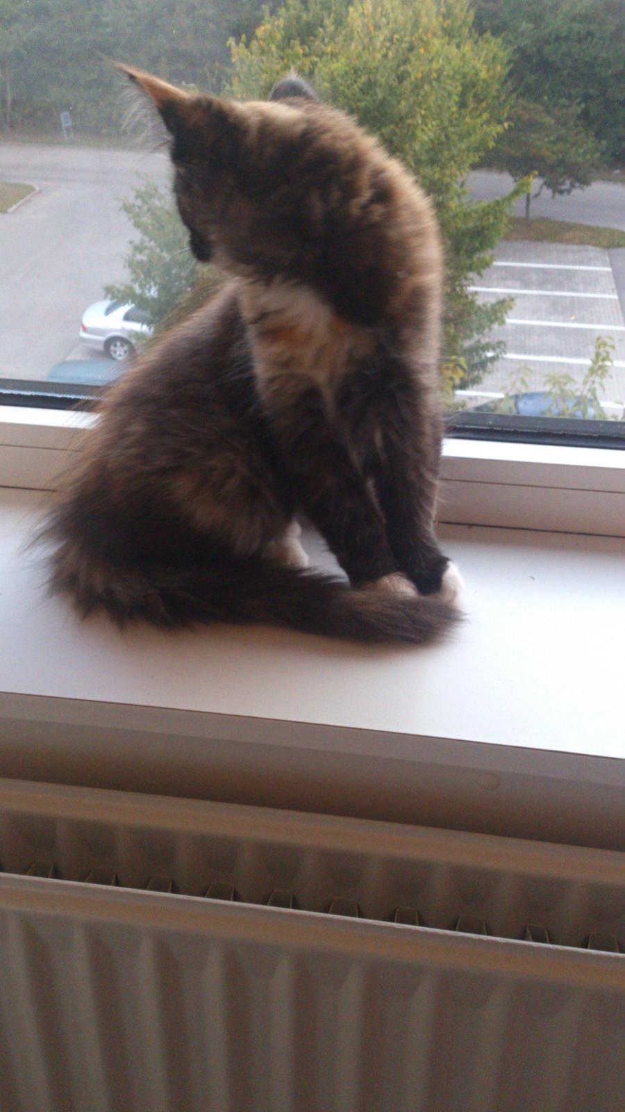 Norsk Skovkat Pixie billede 1