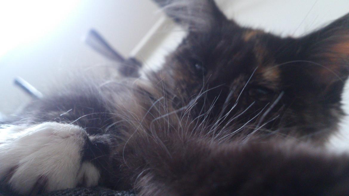 Norsk Skovkat Pixie billede 2